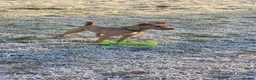 Patterjack dogs for sale: 1 year old patterjack in Monmouth - Advert 3