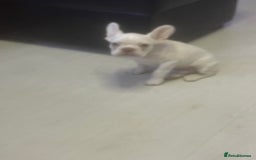 French Bulldog dogs for sale: french bulldog boy  - Advert 5