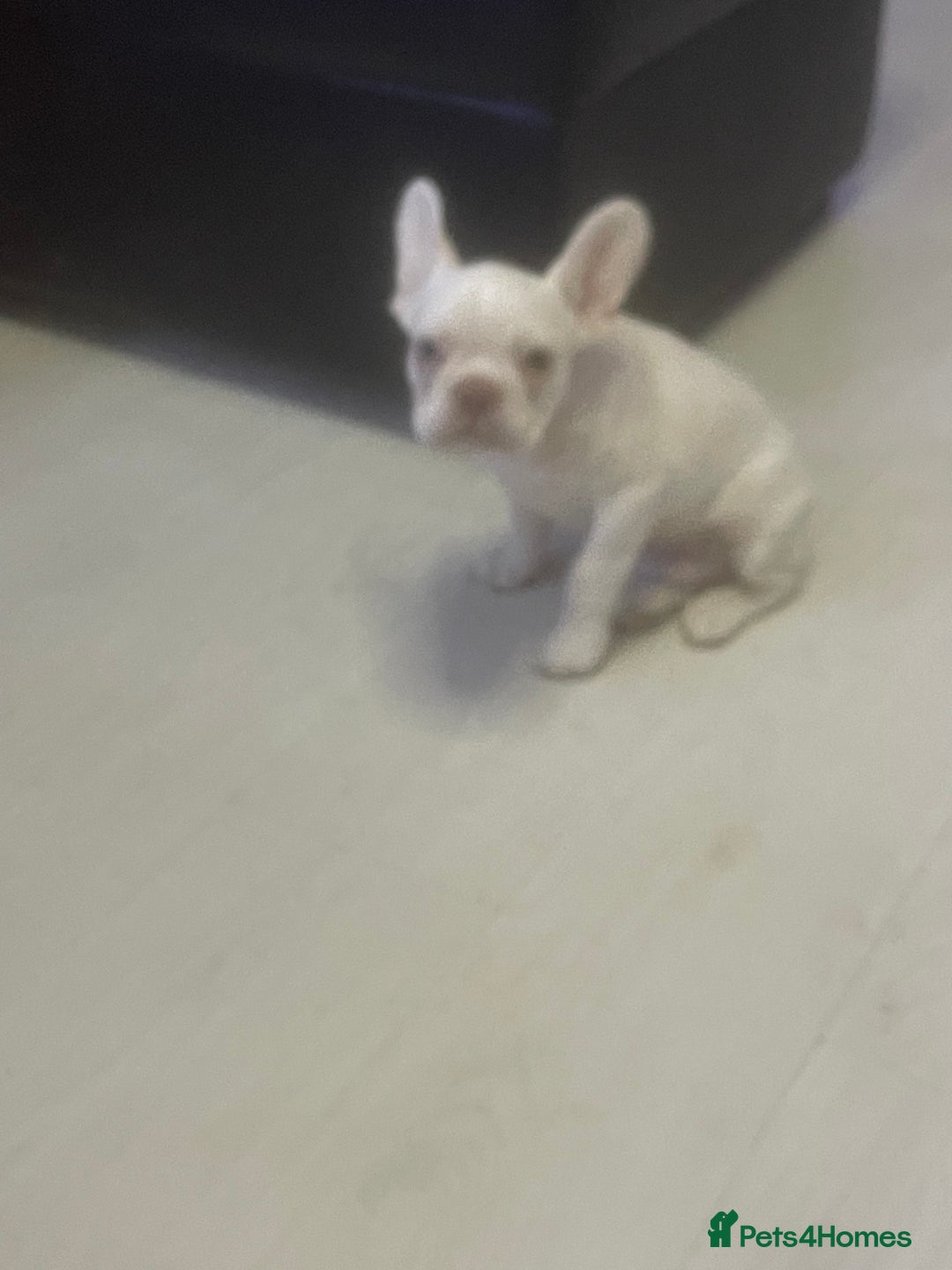 French Bulldog dogs for sale: french bulldog boy  - Advert 5