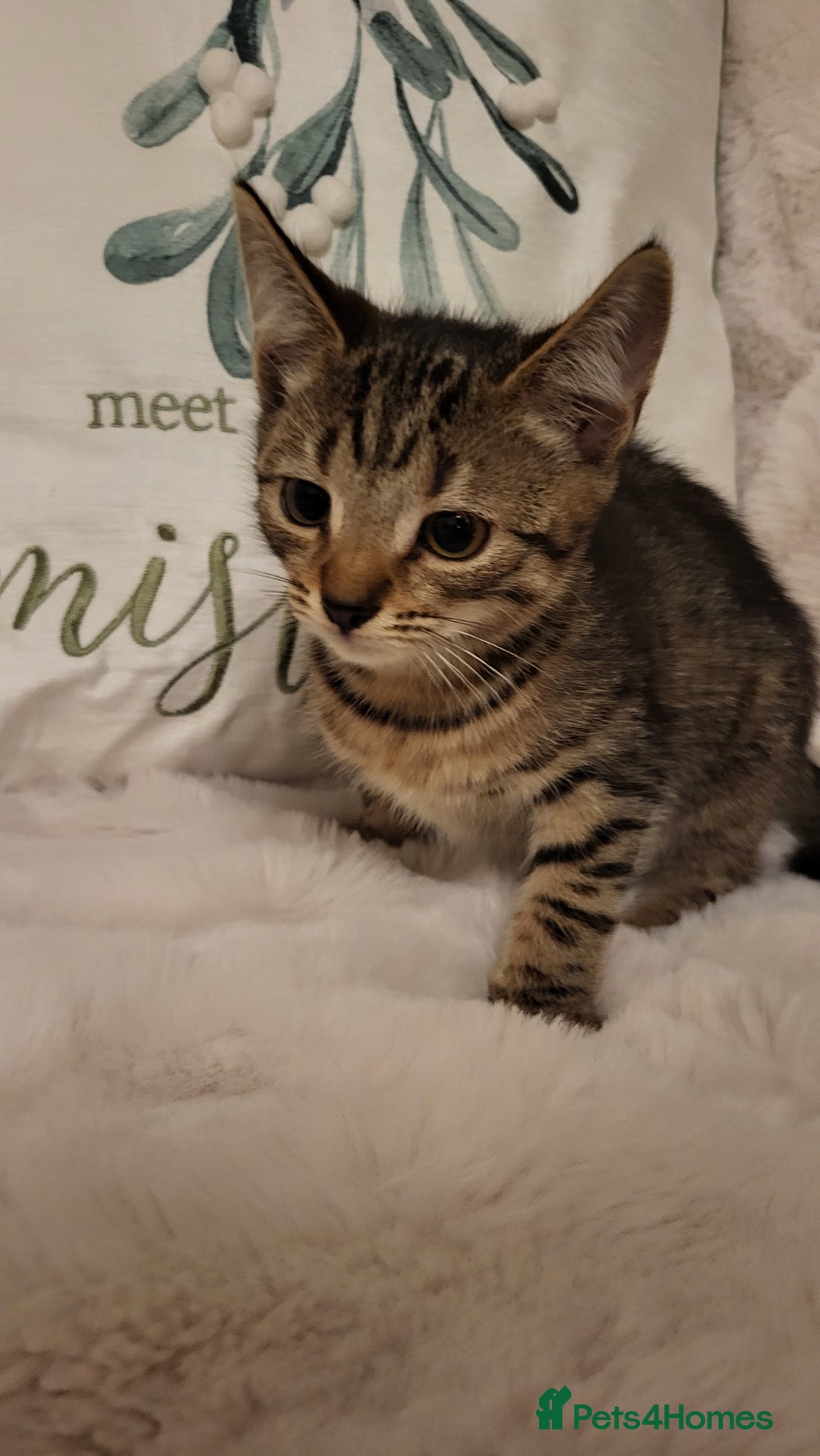 Mixed Breed cats for sale: Kittens READY NOW - Advert 6