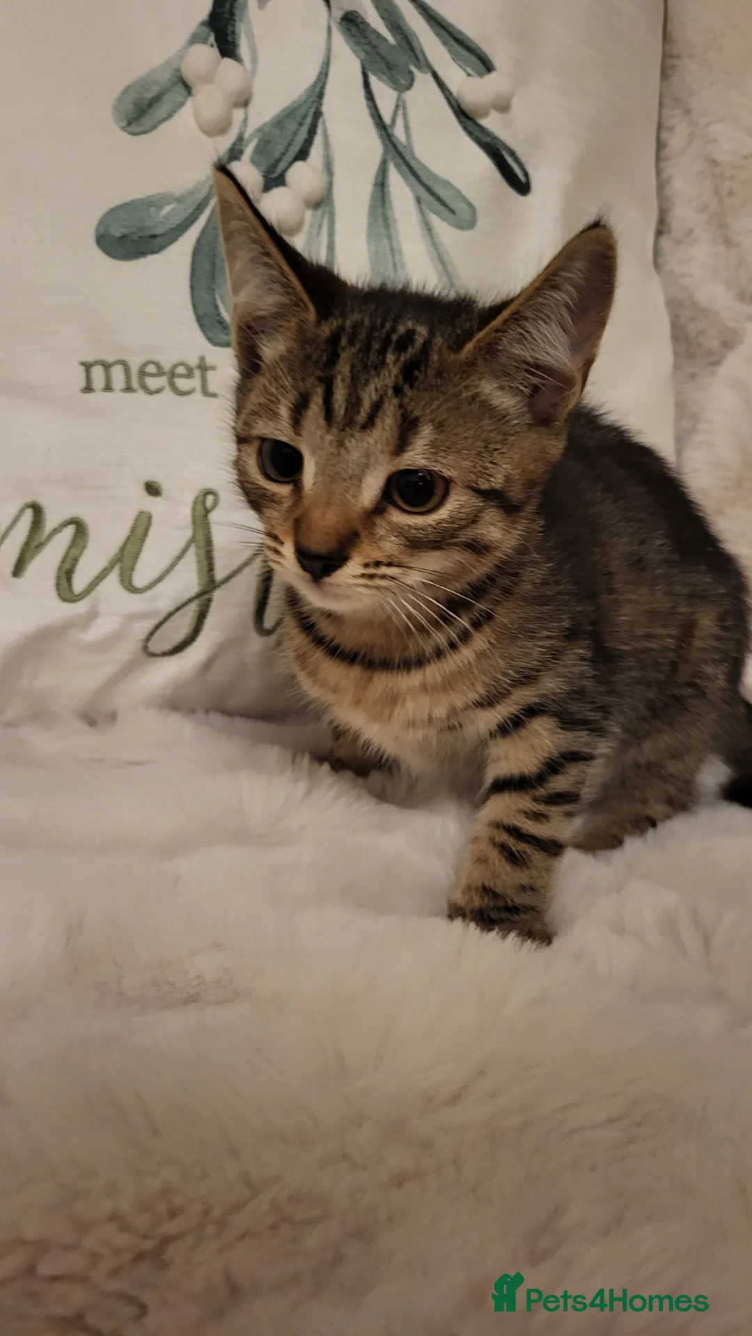 Mixed Breed cats for sale: Kittens READY NOW - Advert 6