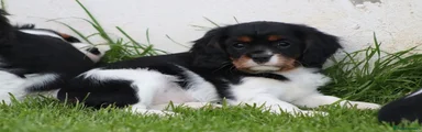 Cavalier King Charles Spaniel Puppy 4
