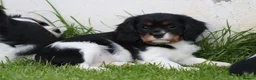 Cavalier King Charles Spaniel dogs for sale: Beautiful Cavalier King Charles Spaniel puppies - Advert 8