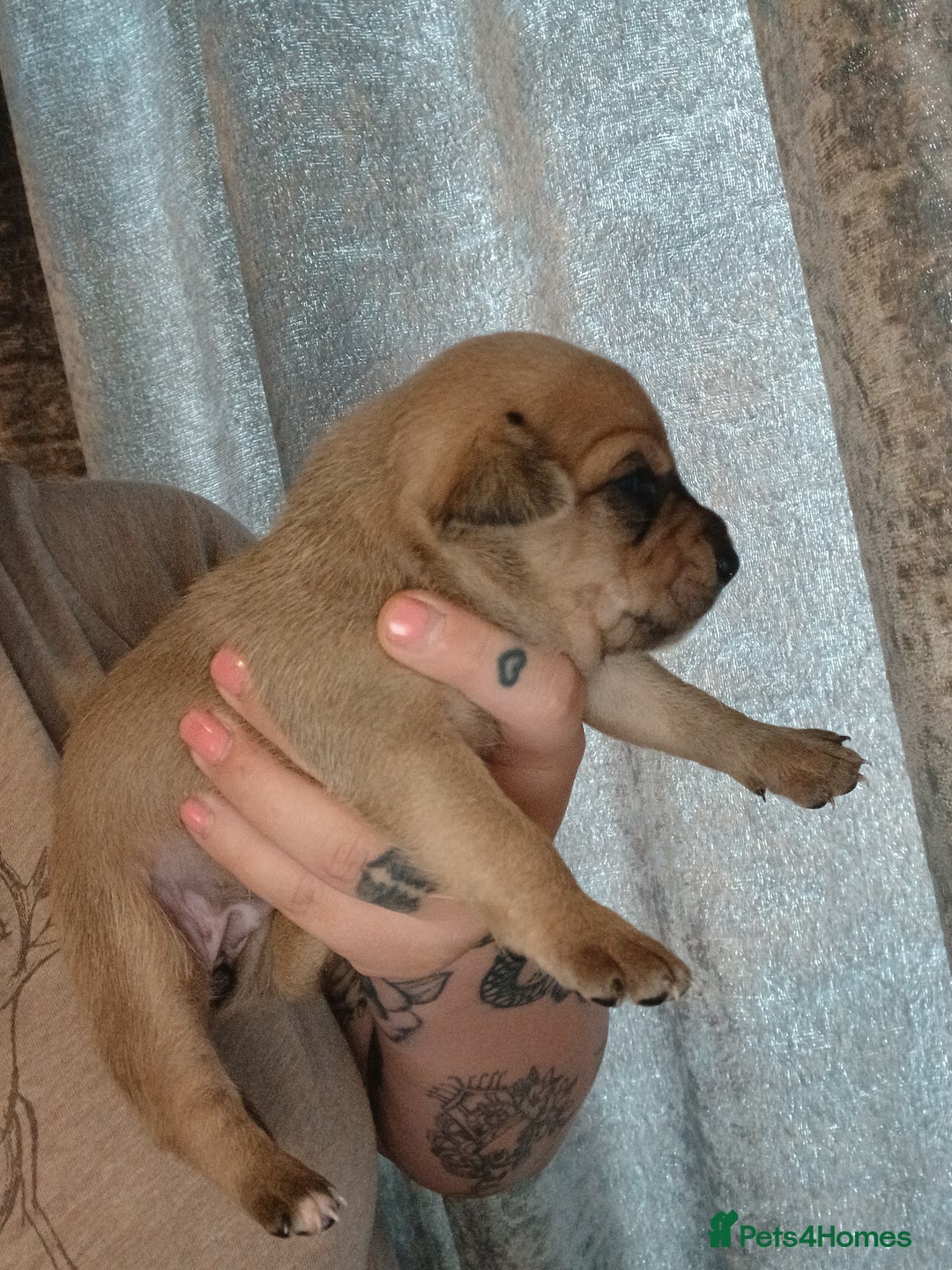 Mixed Breed dogs for sale: Jackawawas  - Image 6