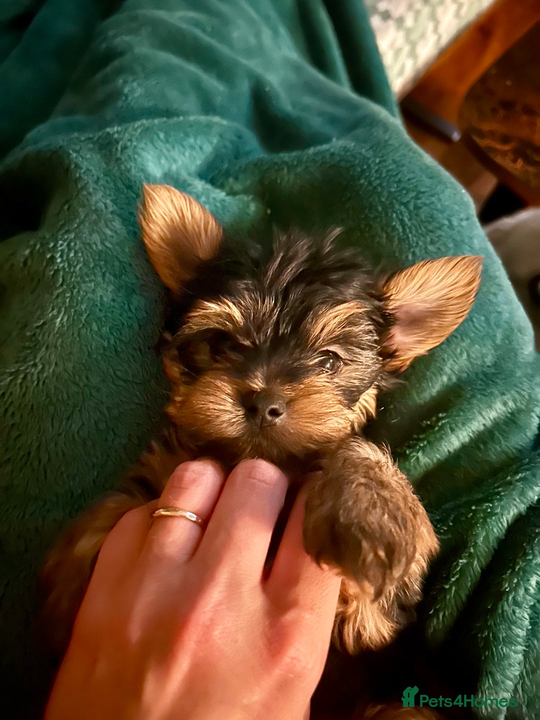 Yorkshire Terrier dogs for sale: 3 miniature Yorkshire terrier boys - Image 2