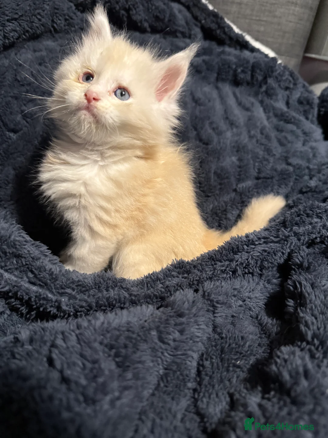 Maine Coon cats for sale: 7 beautiful Maine coon full breed kittens  - Advert 8