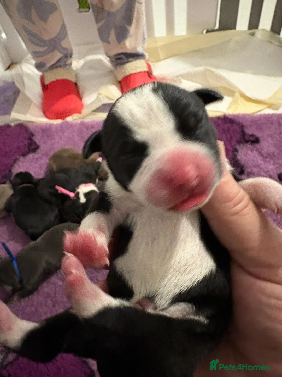 Staffordshire Bull Terrier dogs for sale: Gorgeous staff pups  in London - Advert 20