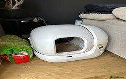 Ragdoll cats for sale: Miss Indie  - Image 4
