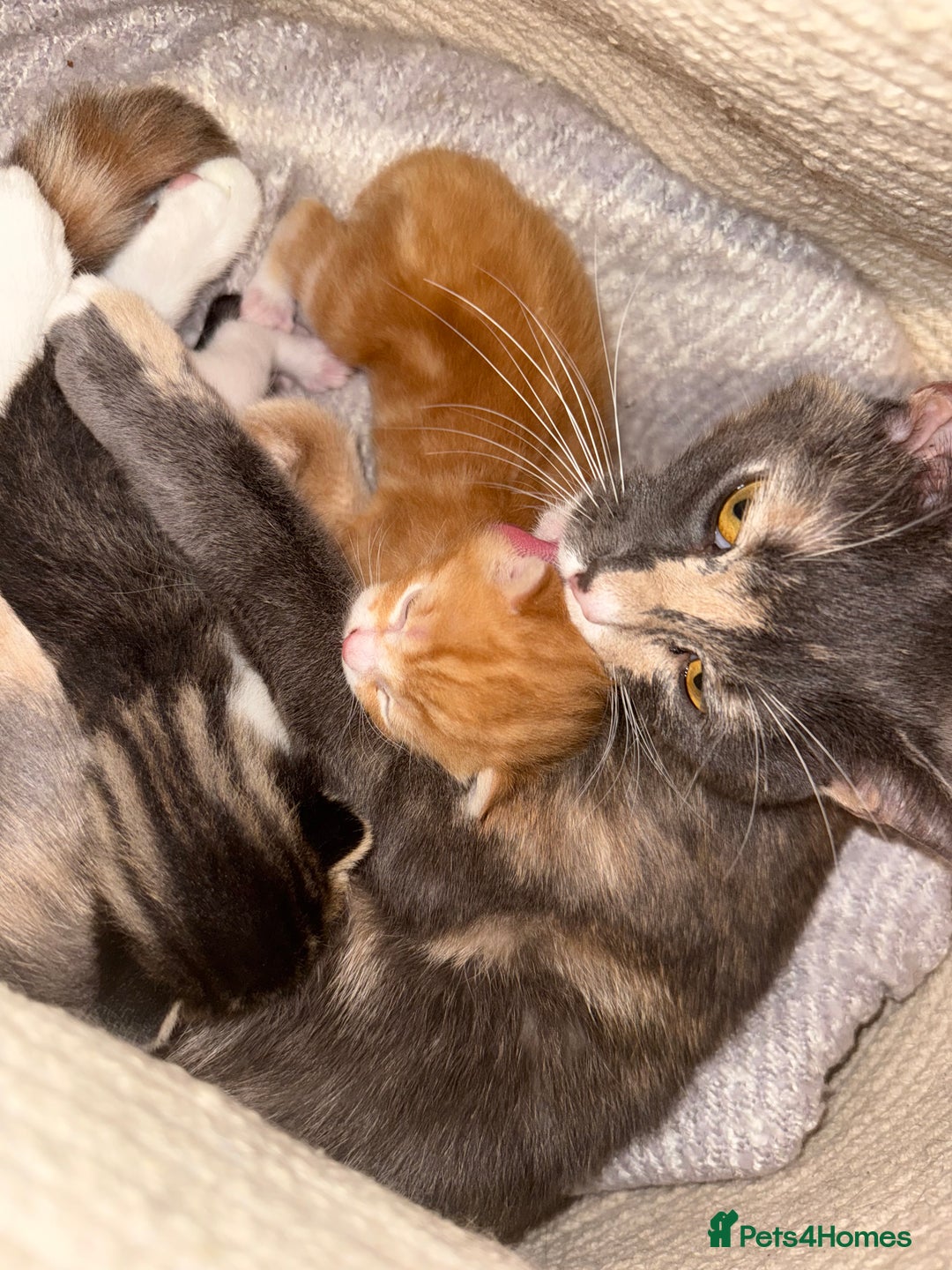 Mixed Breed cats for sale: beautiful kittens  - Advert 8