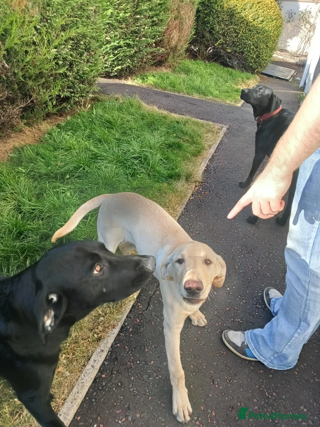 Labrador Retriever dogs for sale: 4 Month old gold lab for sale - Advert 2