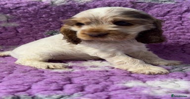 Cocker Spaniel dogs Champion Bloodlines KC Reg Show Cocker Spaniels - Advert 15