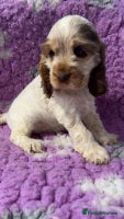 Cocker Spaniel dogs Champion Bloodlines KC Reg Show Cocker Spaniels - Advert 15