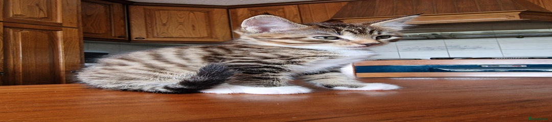 Tabby girl light 