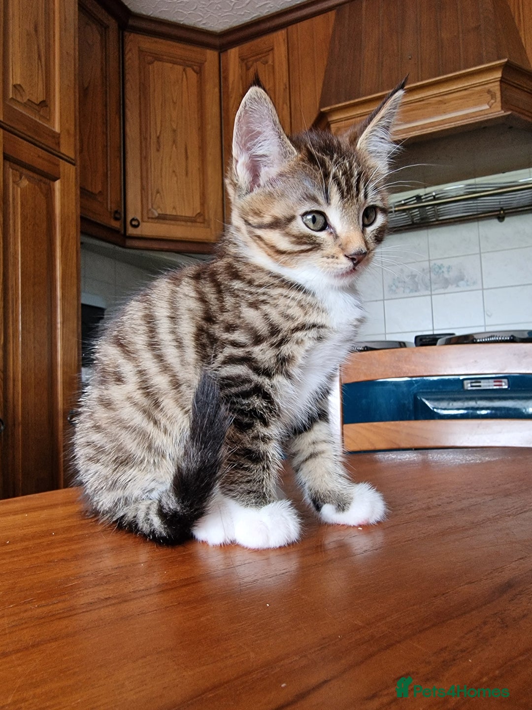 Maine Coon cats for sale: Gorgeous Maine Coon cross Bengal Kittens  - Image 15