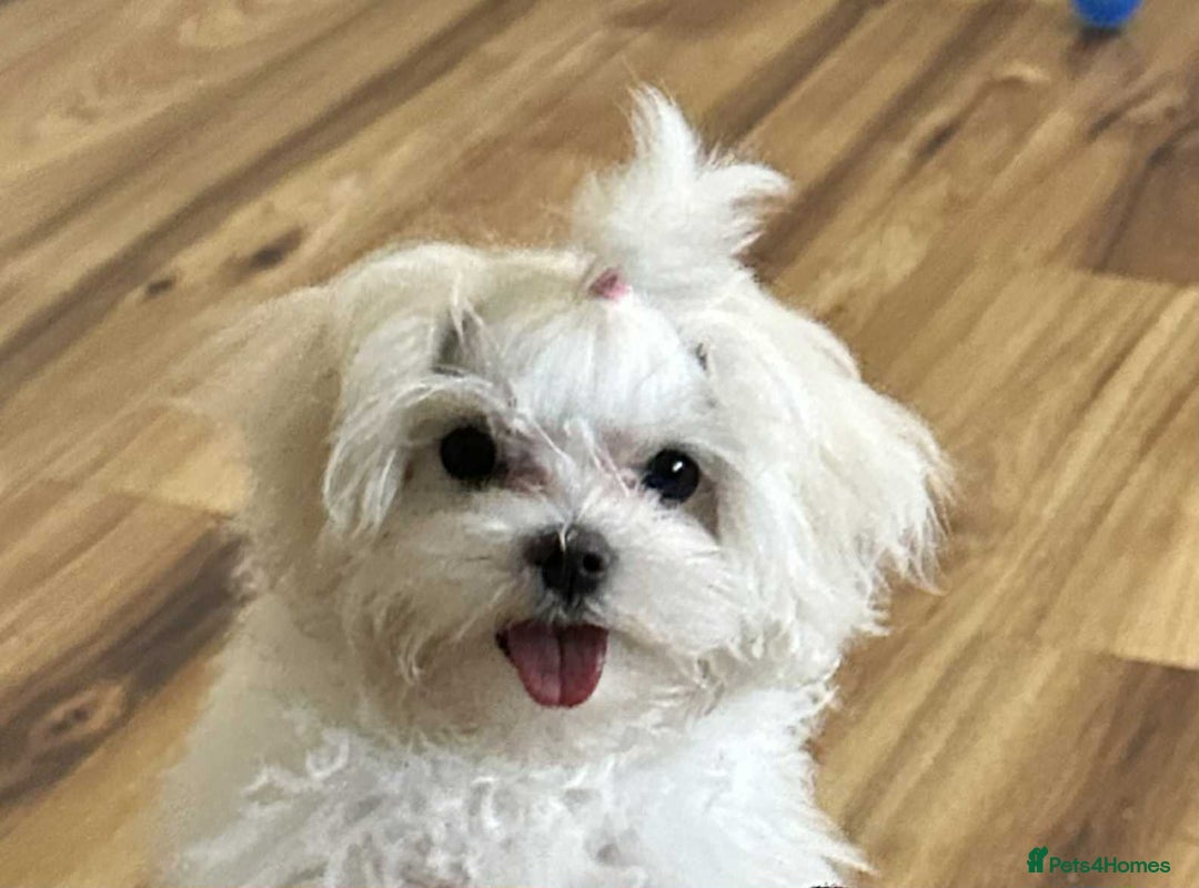 Maltese dogs for sale: Ready to go home Maltese with a doll's face in Glasgow - Image 1