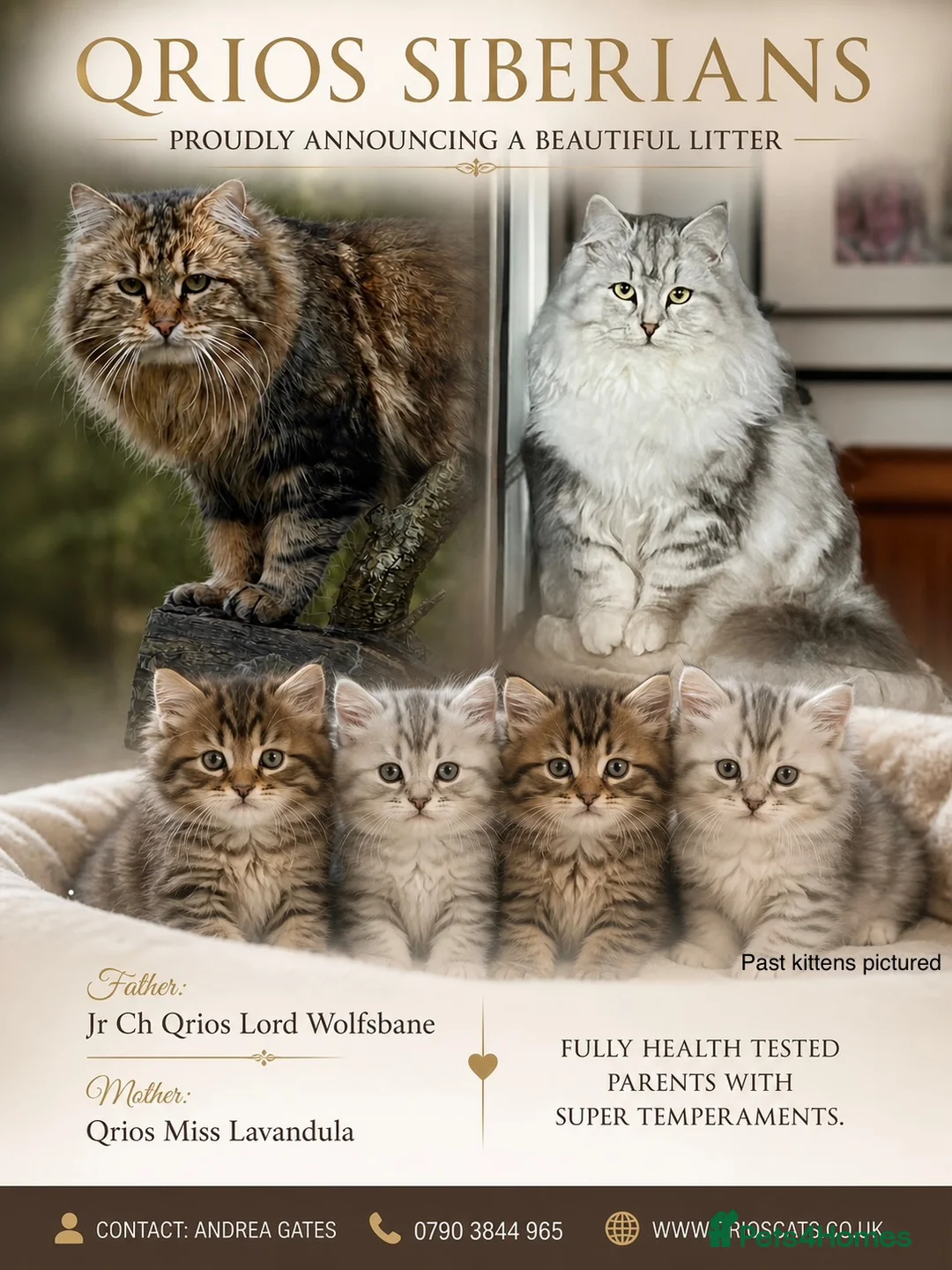 Siberian cats for sale: Siberian kittens  - Advert 1