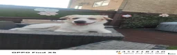 Belgian Shepherd Dog dogs for sale: Finding Teddy's forever home  in Corby - Advert 3