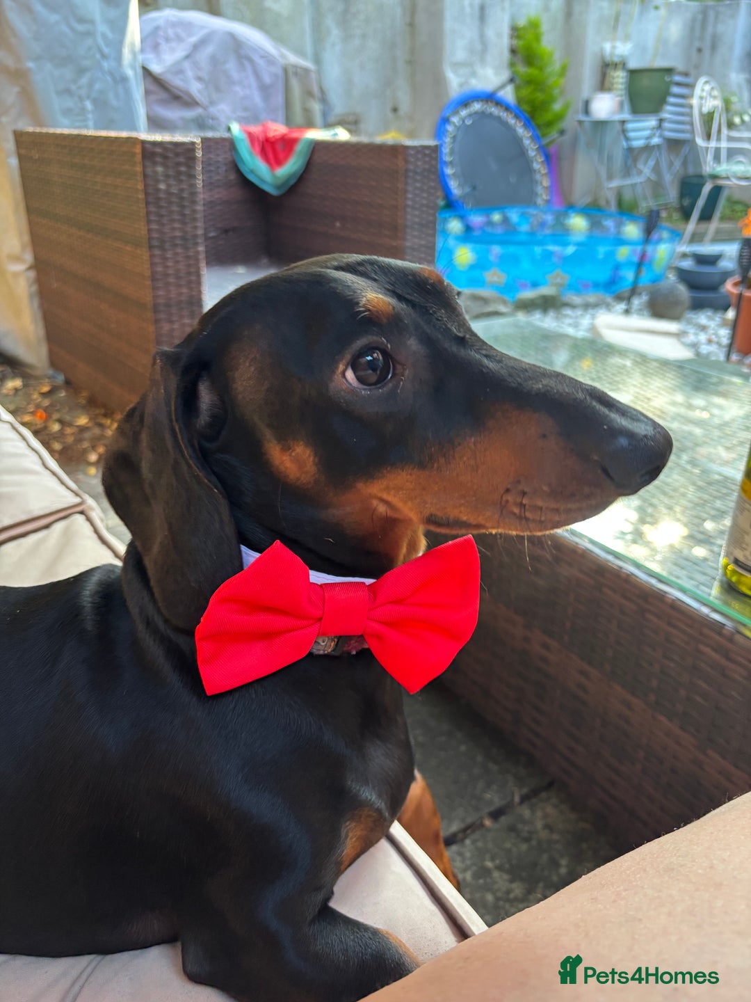 Dachshund dogs for stud: Ziggy - Image 3