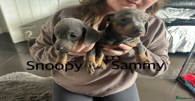Miniature Dachshund dogs in Liverpool - Advert 11