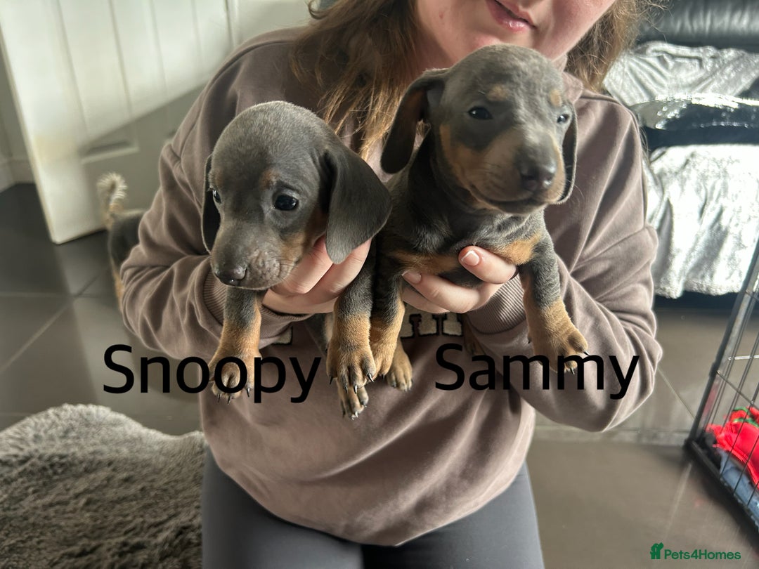 Miniature Dachshund dogs for sale:  Beautiful cute Miniatures dachshund  in Liverpool - Image 13