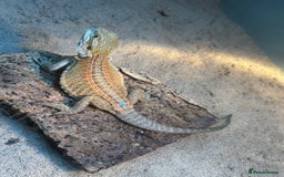 Bearded Dragon reptiles for sale: Bearded Dragons - stunning babies  - Image 9