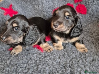 Miniature Dachshund dogs Long Hair Miniature Dachshund Puppies. - Advert 17