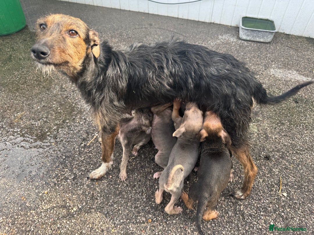 Mixed Breed dogs for sale: Beautiful puppies for sale!!!  - Image 1
