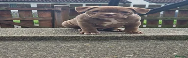 American Bully 5