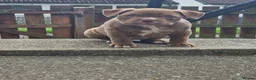 American Bully dogs for sale: Pocketbully puppy  - Advert 18