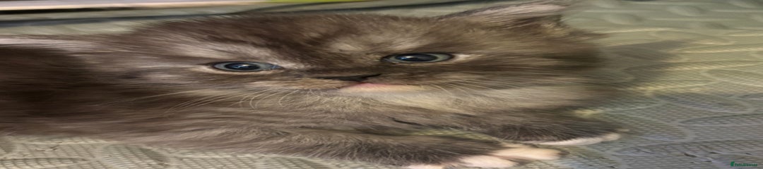 Maine Coon Kitten 5