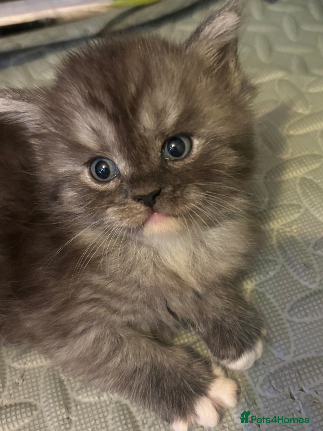 Maine Coon cats for sale: Super fluffy gorgeous Maine coon /Ragdoll kittens  - Image 12