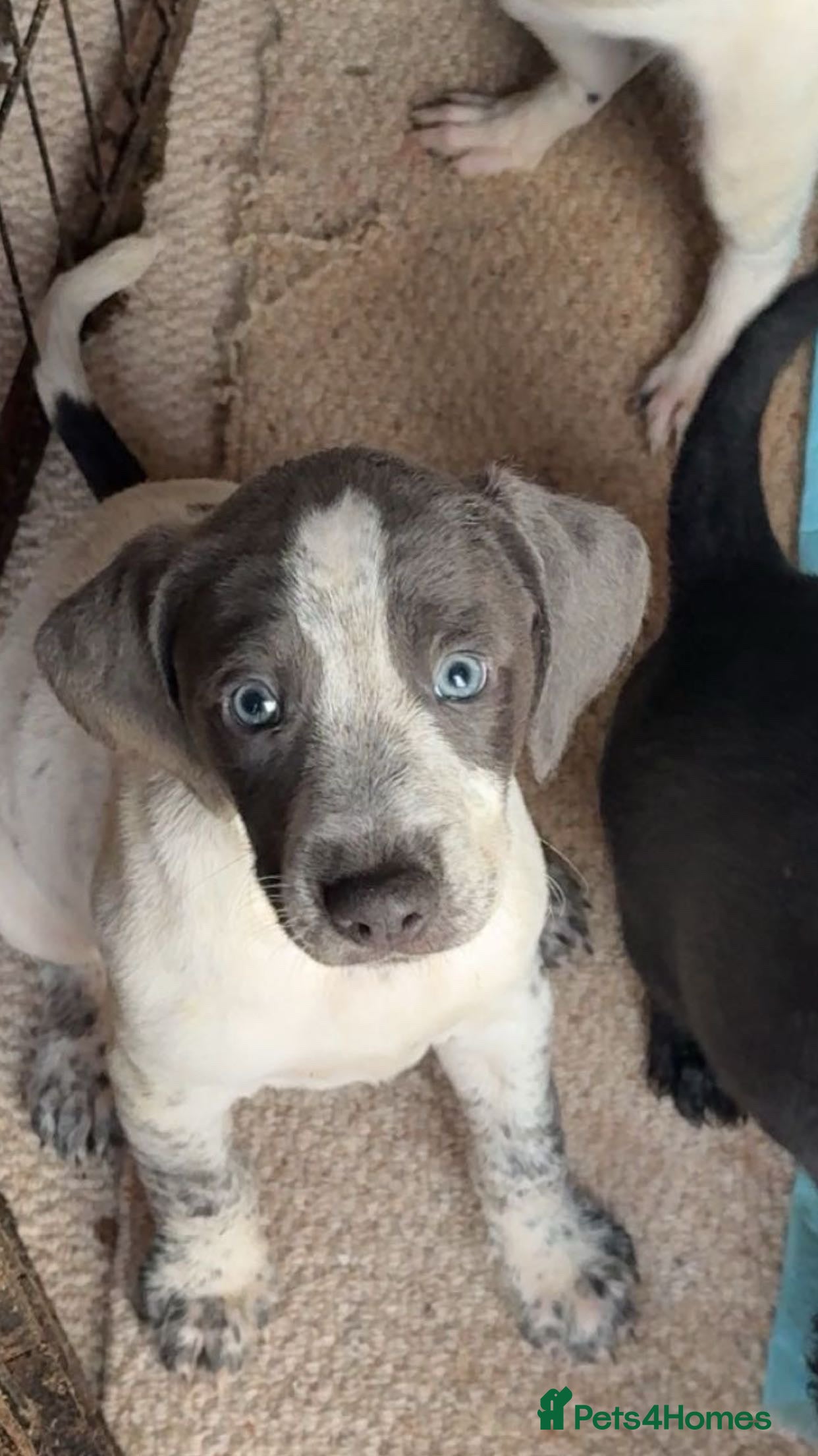 Mixed Breed dogs Pointer/spaniel cross Bedlington  - Advert 6