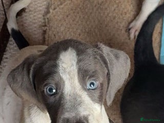 Mixed Breed dogs Pointer/spaniel cross Bedlington - Advert 6