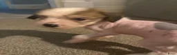 Chinese Crested dogs for sale: Hairless Chinese Cresteds  - Advert 27