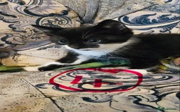 Siamese cats for sale: Four Siamese mix kittens - Image 3