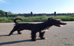 Mixed Breed dogs for adoption: 💖🐶 BUFFY 🐶💖 - Image 5