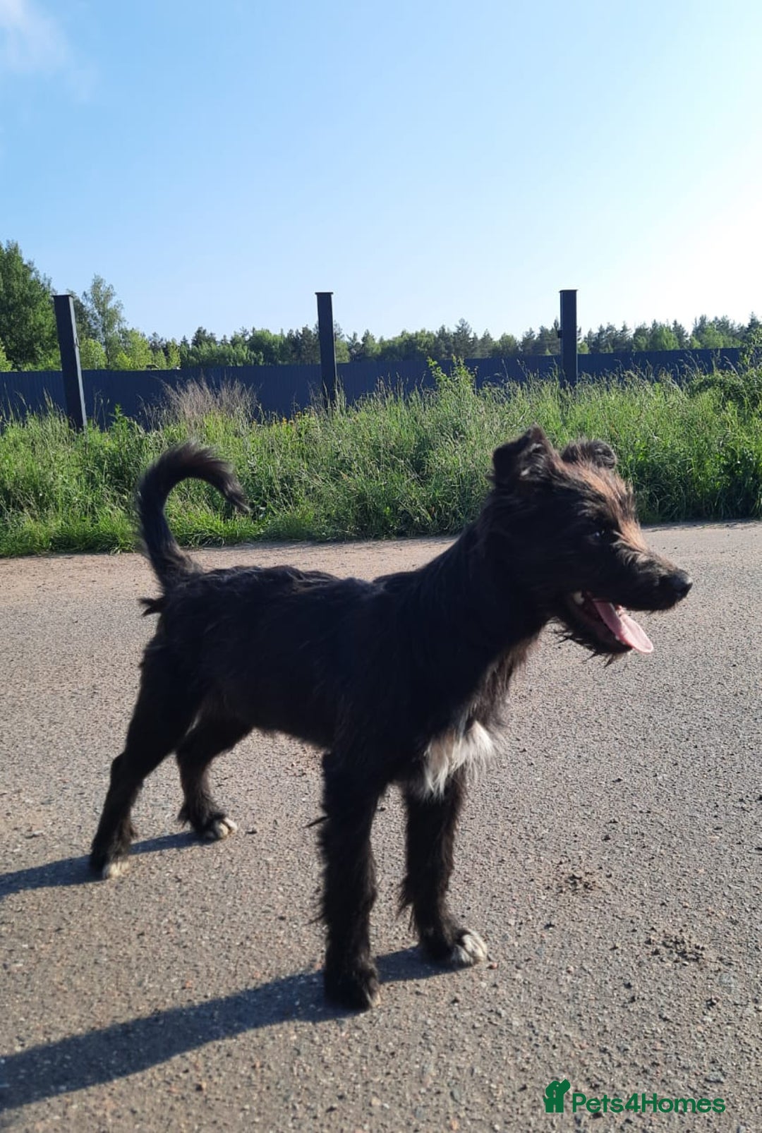 Mixed Breed dogs for adoption: 💖🐶 BUFFY 🐶💖 - Image 5