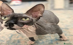 Sphynx cats for sale: Cute couple (Sphynx) - Image 2
