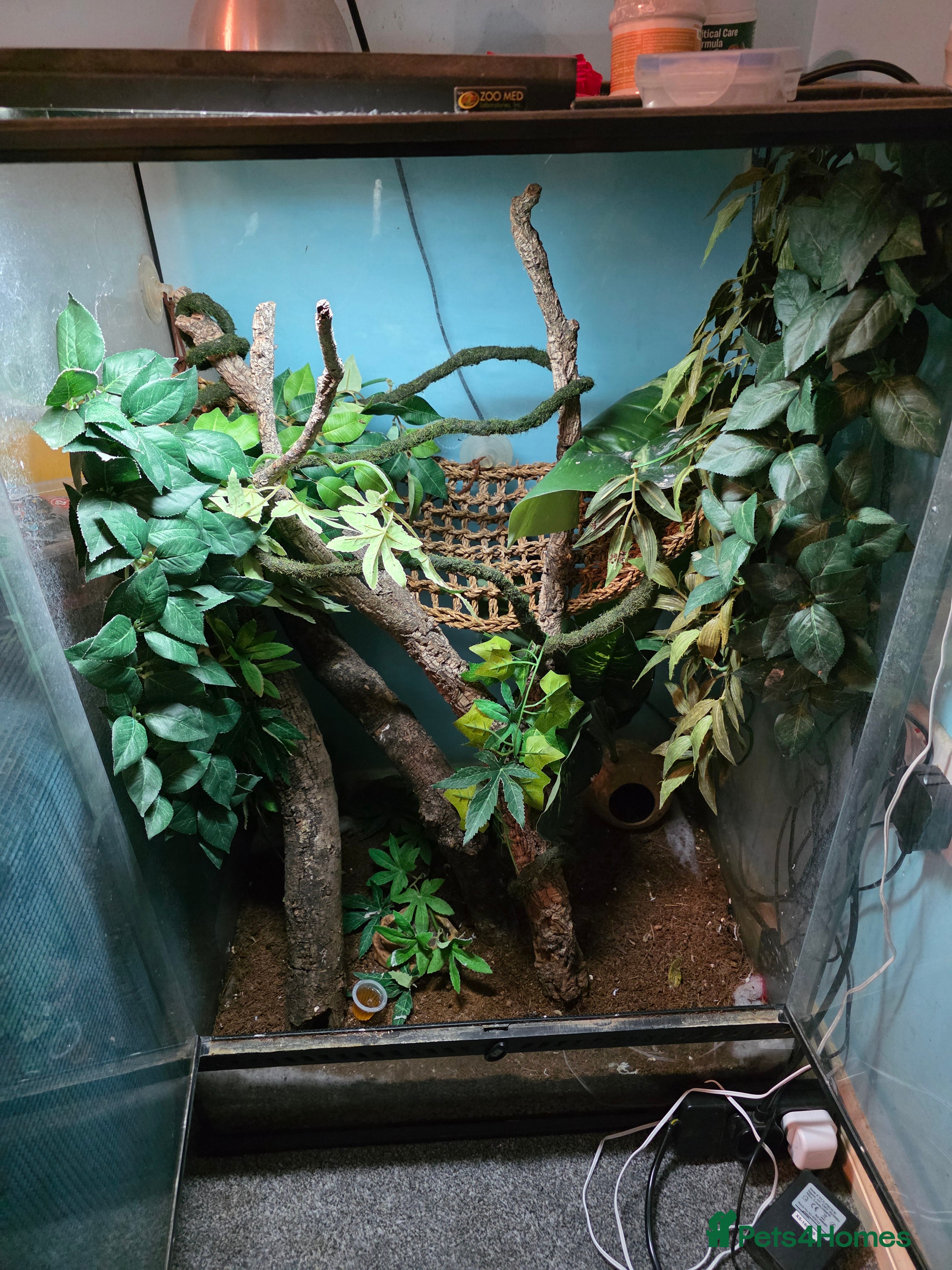 Gecko reptiles Male & Female crested gecko full set up - Advert 21