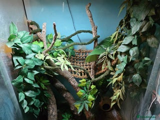 Gecko reptiles Male & Female crested gecko full set up - Advert 1