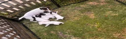 Jack Russell dogs for sale: Jack Russell puppies for sale  - Advert 1