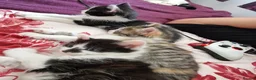 Mixed Breed cats for sale: 4 gorgeous kitten looking for their forever home - Advert 39