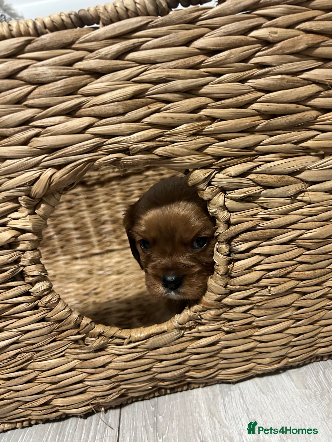 Cavalier King Charles Spaniel dogs for sale: Ruby cavalier king charles - Image 5