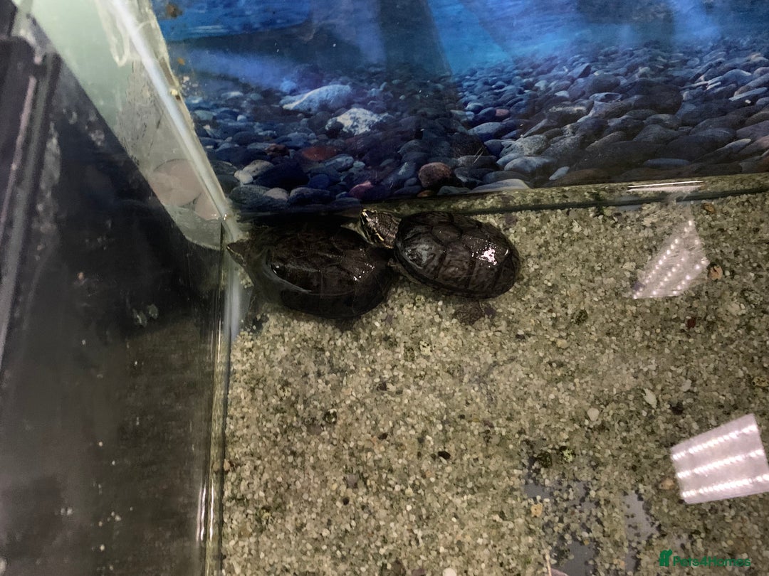 Terrapin reptiles for sale: A pair of Musk turtles  - Advert 2