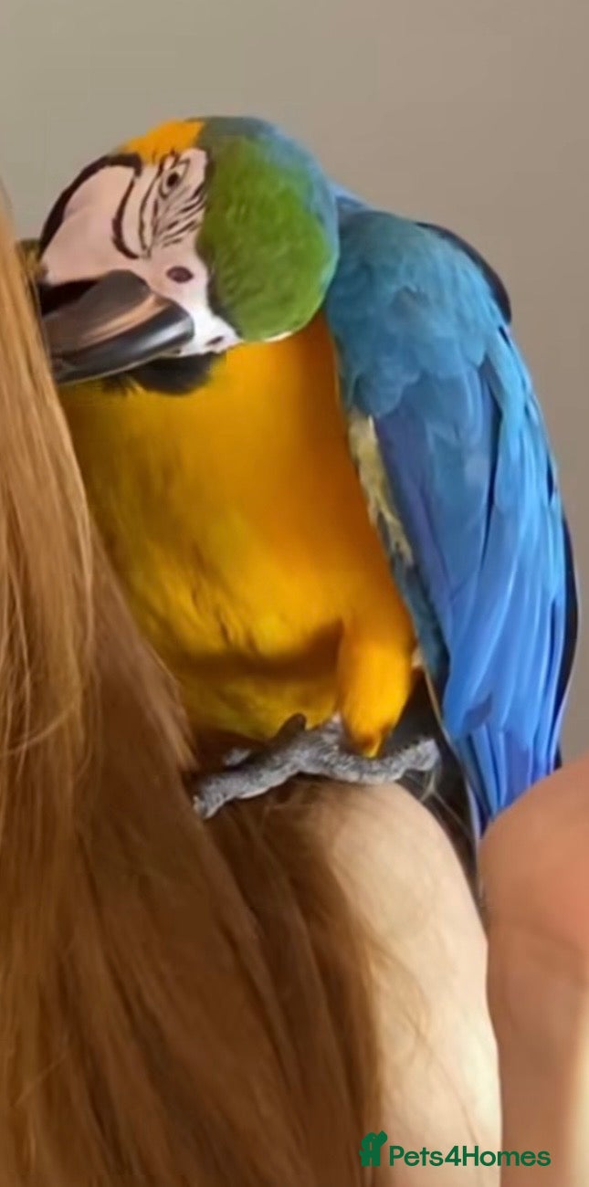 Macaws birds Fully tame blue and gold macaw - Advert 13