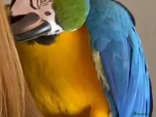 Macaws birds Fully tame blue and gold macaw - Advert 13