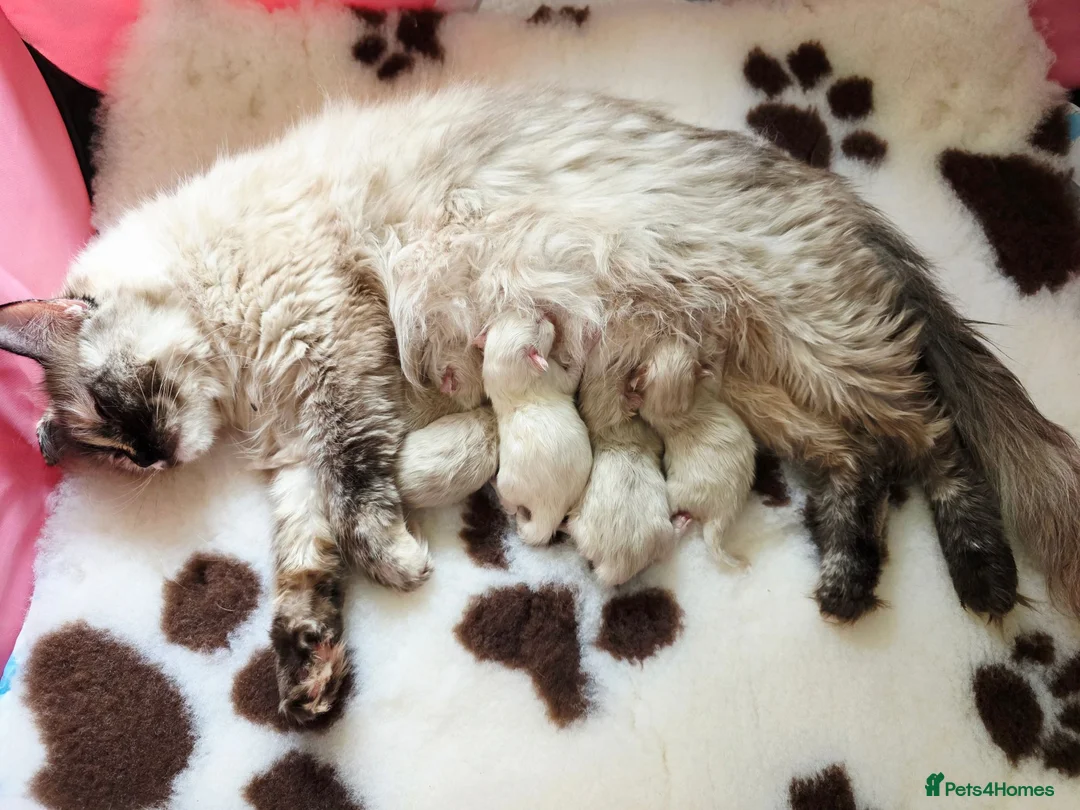 Ragdoll cats for sale: Gorgeous Fluffy Ragdoll Kittens in Birmingham - Advert 19