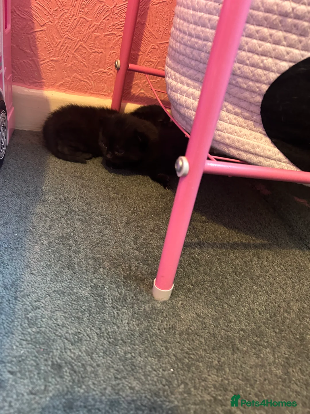 Mixed Breed cats for sale: Black male kitten  - Advert 3