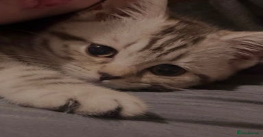 British Shorthair cats - Advert 12