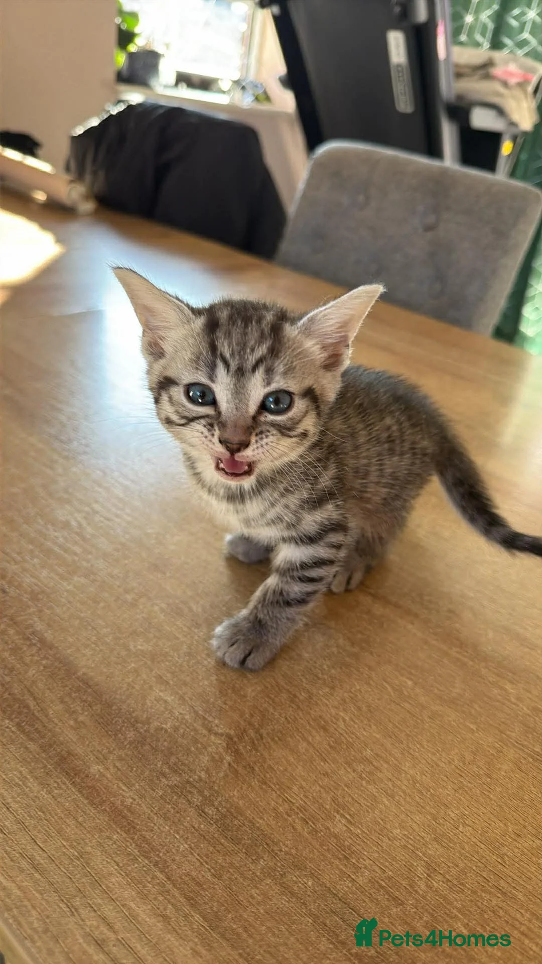 Bengal cats for sale: 4 Bengal Kittens Available – Playful & Friendly - Advert 6